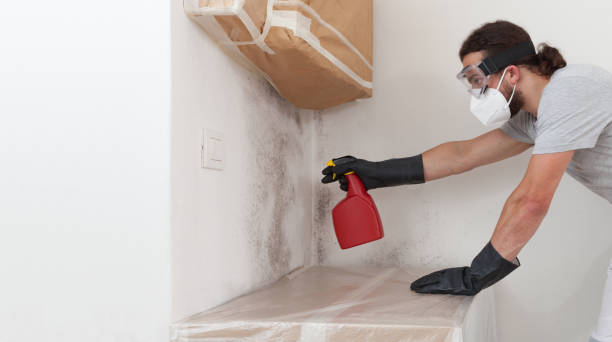Professional Basement Mold Remediation technician working in Somerset, MD